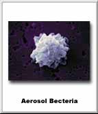 Aerosol Bacteria