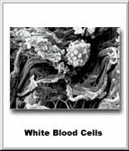 White Blood Cells