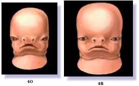 Stages of development of Human Face (in days)
